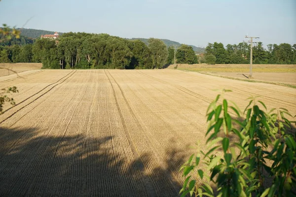 ドイツの夏に収穫した穀物フィールド — ストック写真