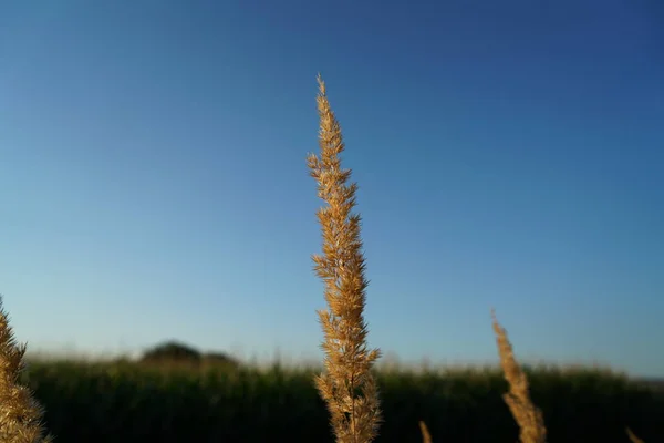 在德国夏天绽放的草在日落被拍照 — 图库照片