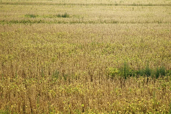 Getreidefeld Sommer Deutschland Abgeerntet — Stockfoto