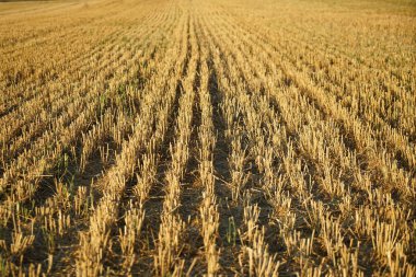 Yaz aylarında hasat tahıl alanında Almanya