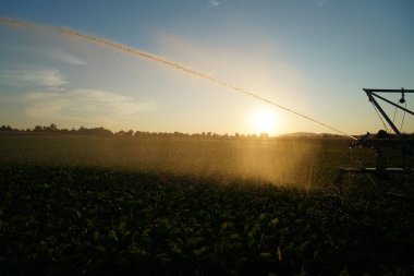 Uzun yağmur tarım eksikliği Almanya'da kuraklık kalıcı yapay sulama gerektirir