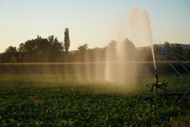 Uzun yağmur tarım eksikliği Almanya'da kuraklık kalıcı yapay sulama gerektirir