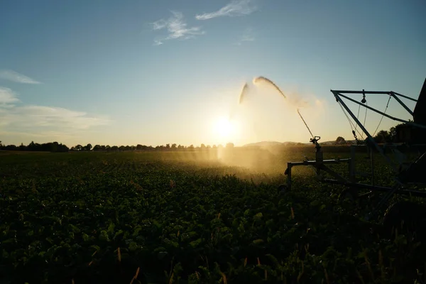 Langdurige Droogte Duitsland Wegens Gebrek Aan Regen Landbouw Vereist Kunstmatige — Stockfoto