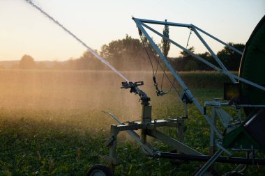 Uzun yağmur tarım eksikliği Almanya'da kuraklık kalıcı yapay sulama gerektirir