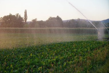 Uzun yağmur tarım eksikliği Almanya'da kuraklık kalıcı yapay sulama gerektirir