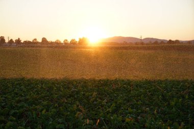 Yaz aylarında hasat tahıl alanında Almanya