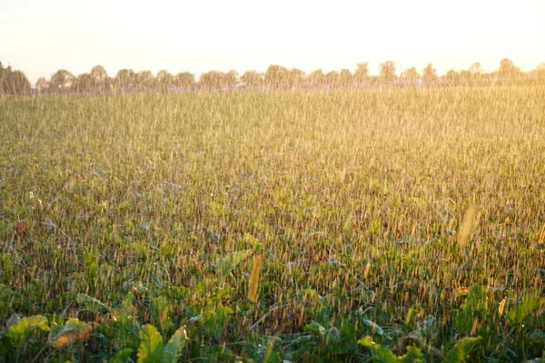 Long Lasting Drought Germany Due Lack Rain Agriculture Requires Artificial — Stock Photo, Image