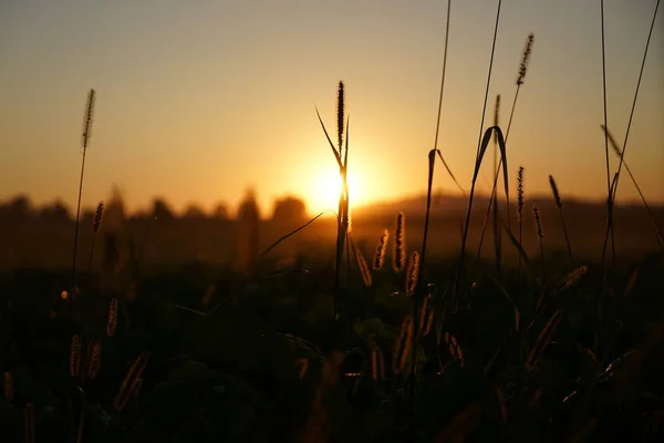 Blooming Grass Summer Germany Sunset Photographed — Stock Photo, Image