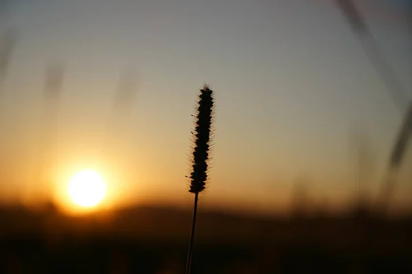 Grama Florescente Verão Alemanha Pôr Sol Fotografado — Fotografia de Stock