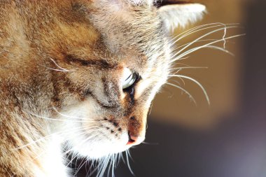 Detay görüntüleri gri çizgili Avrupa stenografi kedi Başkanı,