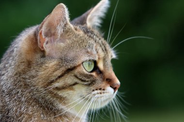 Detay görüntüleri gri çizgili Avrupa stenografi kedi Başkanı,