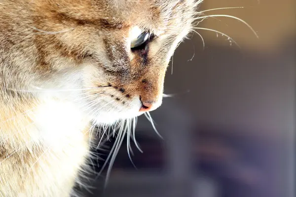 Detail Footage Head Gray Striped European Shorthair Cat — Stock Photo, Image