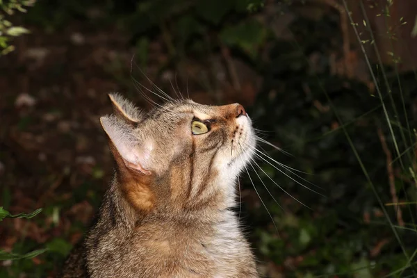 グレー ストライプ ヨーロピアンショートヘア猫の頭部の詳細映像 — ストック写真
