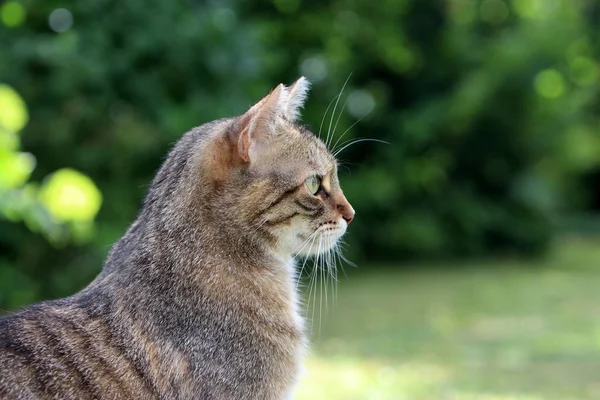 Detail Footage Head Gray Striped European Shorthair Cat — Stock Photo, Image