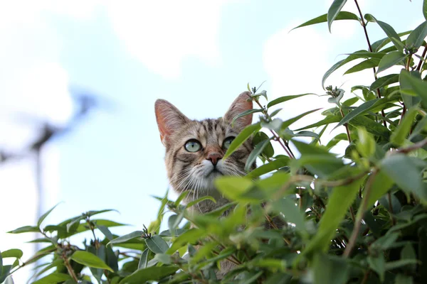 Images Détaillées Tête Chat Européen Poil Court Rayé Gris — Photo