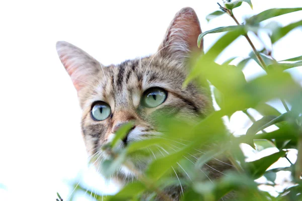 Detail Footage Head Gray Striped European Shorthair Cat — Stock Photo, Image