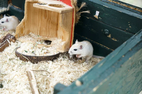 Ratinho Que Não Foge Embora Ela Pudesse — Fotografia de Stock