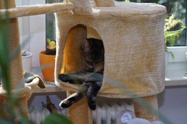 Avrupa stenografi kedi sepete yatıyor ve rahatlatır