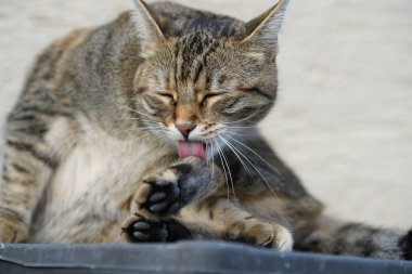 Gri beyaz çizgili Merkezi Avrupa stenografi kedi bir fare Almanya için avı