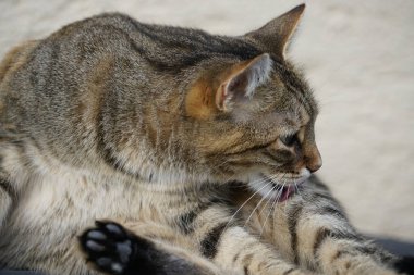 Gri beyaz çizgili Merkezi Avrupa stenografi kedi bir fare Almanya için avı