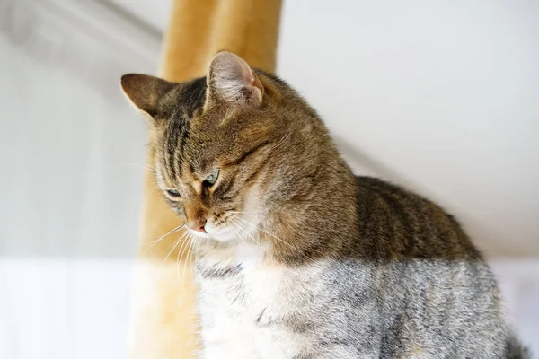 European Shorthair Cat Lies Basket Relaxes — Stock Photo, Image