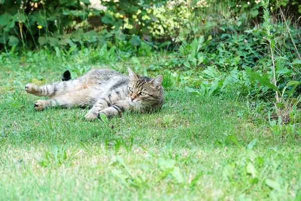 Grau Weiß Gestreifte Mitteleuropäische Kurzhaarkatze Auf Mausjagd Deutschland — Stockfoto