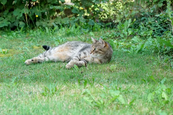 Grigio Bianco Central European Shorthair Gatto Toelettatura Spazzole Estensivamente — Foto Stock