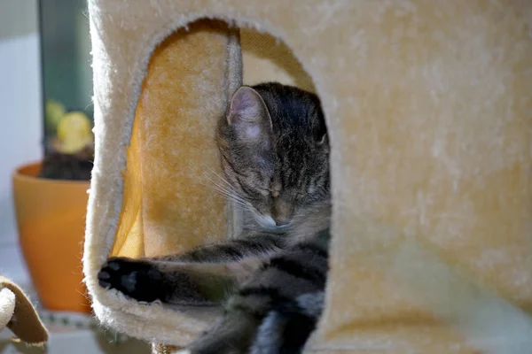 European Shorthair Cat Lies Basket Relaxes — Stock Photo, Image