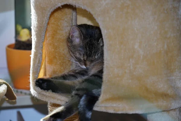 European Shorthair Cat Lies Basket Relaxes — Stock Photo, Image