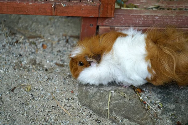 Cavia Met Gezonde Voeding Speciaal Gehouden Duitsland — Stockfoto