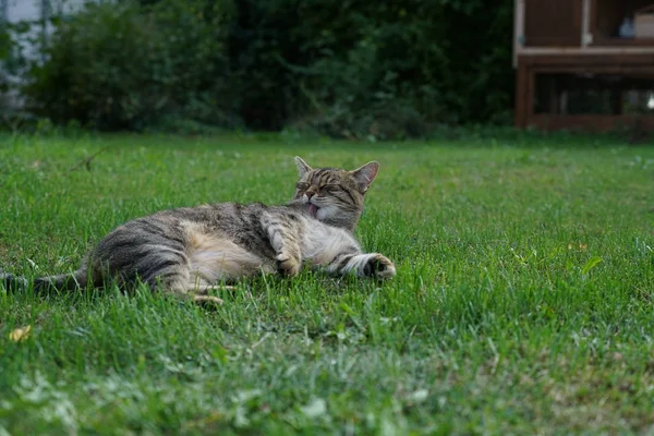 Grau Weiß Gestreifte Mitteleuropäische Kurzhaarkatze Auf Mausjagd Deutschland — Stockfoto