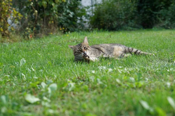 Cinza Branco Listrado Central European Shorthair Gato Caçadas Para Rato — Fotografia de Stock