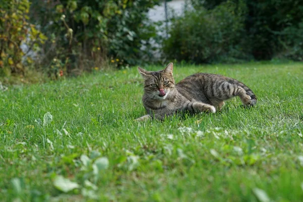 Grau Weiß Gestreifte Mitteleuropäische Kurzhaarkatze Auf Mausjagd Deutschland — Stockfoto