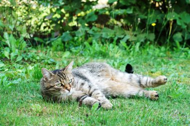 Gri beyaz çizgili Merkezi Avrupa stenografi kedi bir fare Almanya için avı