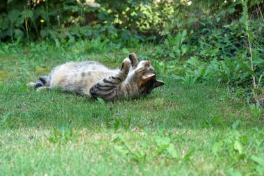 Gri beyaz çizgili Merkezi Avrupa stenografi kedi bir fare Almanya için avı