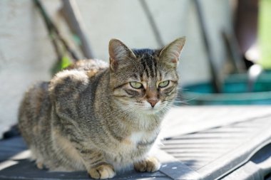 Gri beyaz çizgili stüdyo yıldırım ile bahçede aydınlatıldı Avrupa stenografi kedi ve üreten özel keskin fotoğraflar