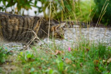 Gri beyaz çizgili stüdyo yıldırım ile bahçede aydınlatıldı Avrupa stenografi kedi ve üreten özel keskin fotoğraflar