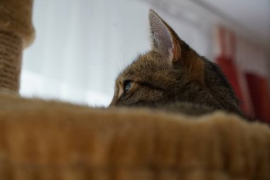 Gri beyaz çizgili stüdyo yıldırım ile bahçede aydınlatıldı Avrupa stenografi kedi ve üreten özel keskin fotoğraflar