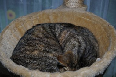 Gri beyaz çizgili stüdyo yıldırım ile bahçede aydınlatıldı Avrupa stenografi kedi ve üreten özel keskin fotoğraflar