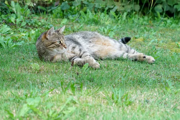 Grijs Wit Gestreepte Centraal Europese Korthaar Kat Voor Een Muis — Stockfoto