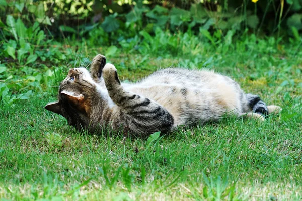 Gatto Shorthair Dell Europa Centrale Strisce Bianche Grigie Caccia Topo — Foto Stock