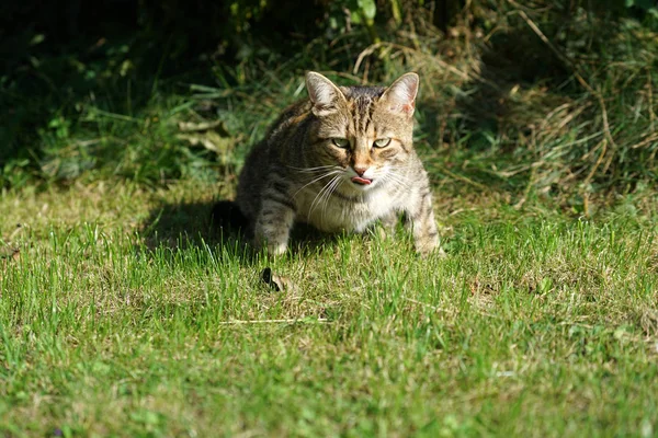 Chat Poil Court Européen Rayé Blanc Gris Éclairé Dans Jardin — Photo