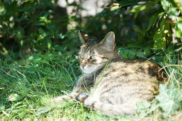 Chat Poil Court Européen Rayé Blanc Gris Éclairé Dans Jardin — Photo