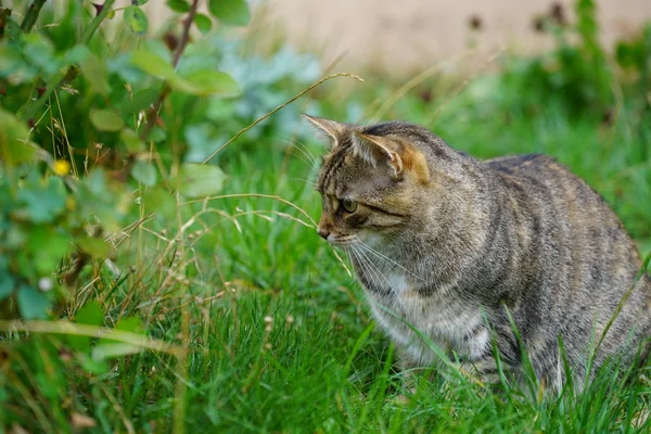 Grau Weiß Gestreifte Europäische Kurzhaarkatze Die Garten Mit Studioblitz Aufgehellt — Stockfoto