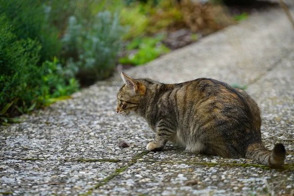 줄무늬 스튜디오 번개와 정원에서 Lightened 쇼트헤어 고양이 선명한 사진을 — 스톡 사진