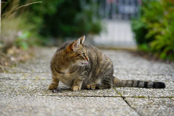 灰色白色条纹欧洲短裤猫在花园中与工作室闪电和生产如此特殊的锐利照片 — 图库照片