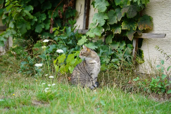 Chat Poil Court Européen Rayé Blanc Gris Éclairé Dans Jardin — Photo