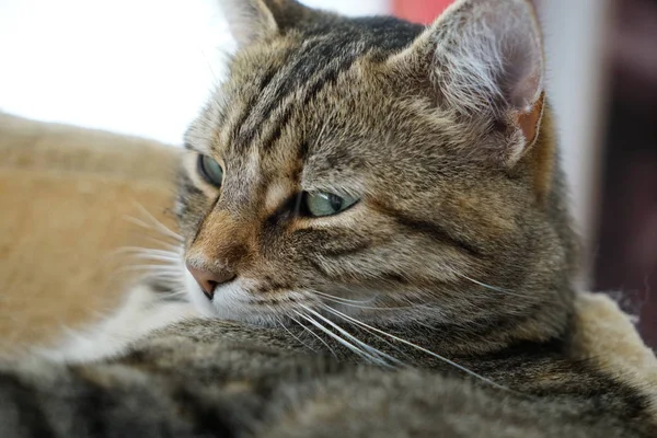 Chat Poil Court Européen Rayé Blanc Gris Éclairé Dans Jardin — Photo