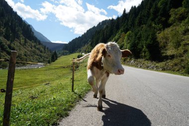 Zengin bir ot ile sonbaharda yüksek bir alpine mera üzerinde mutlu inekler
