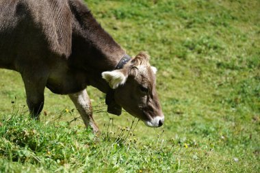 Zengin bir ot ile sonbaharda yüksek bir alpine mera üzerinde mutlu inekler